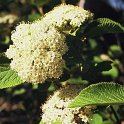 Viburnum lantana